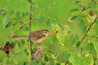 Close-up of bird perching on a tree