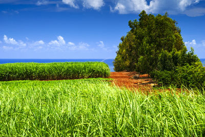 Scenic view of agricultural field against sky