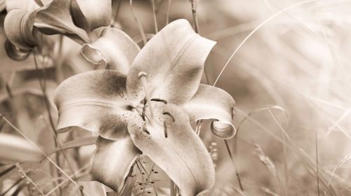 Close-up of flowering plant on field