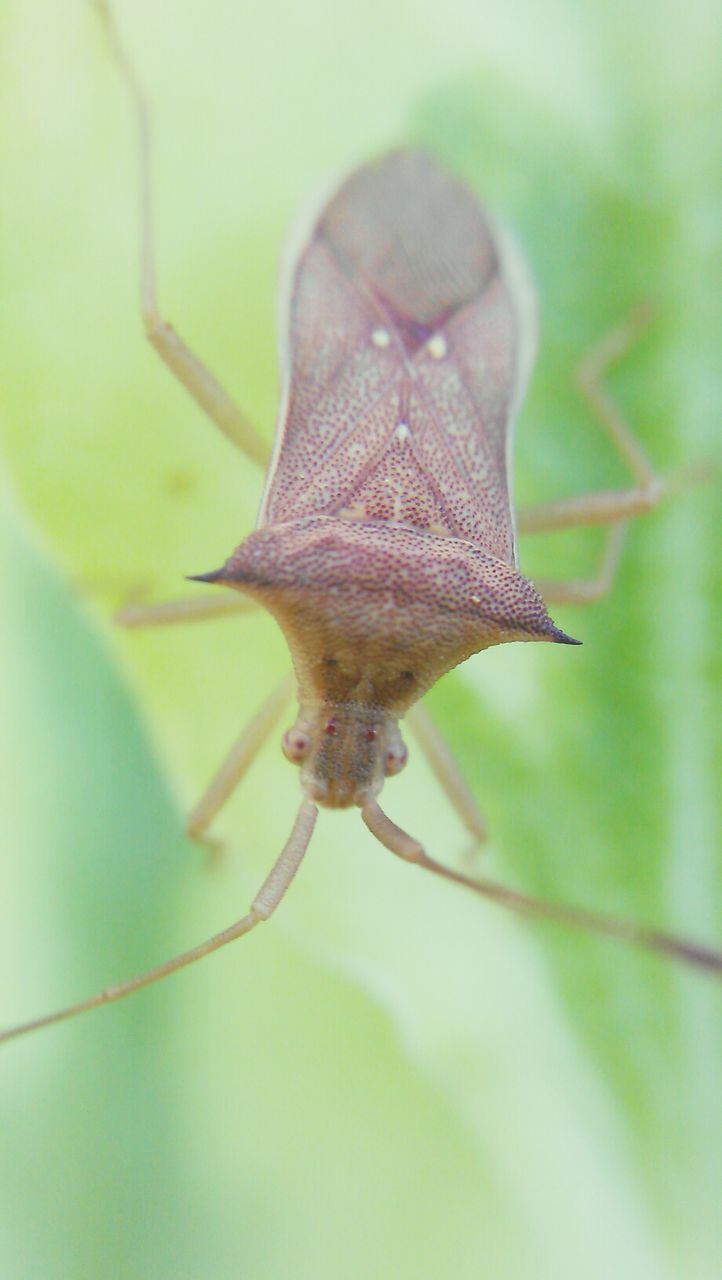 leaf, close-up, focus on foreground, growth, nature, plant, fragility, selective focus, beauty in nature, one animal, leaf vein, stem, insect, freshness, outdoors, day, wildlife, no people, green color, flower