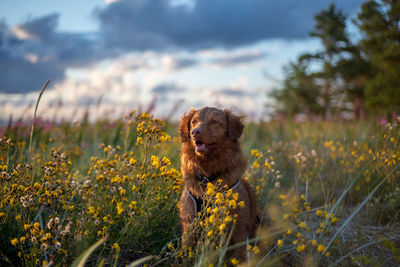 View of dog on field