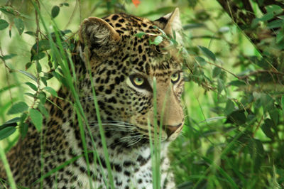 Close-up of a cat looking away