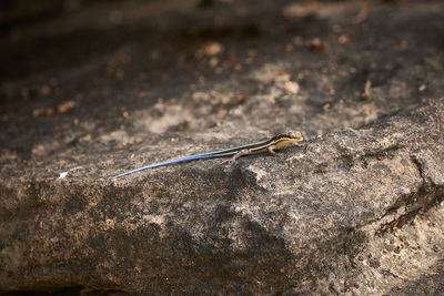 Skink on a rock