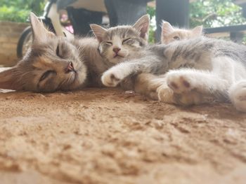 Portrait of cat resting on rug