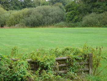 Scenic view of grassy field