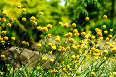 Close-up of yellow flowering plants on field