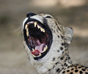 Close-up of cat yawning