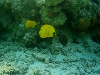 Fish swimming in sea