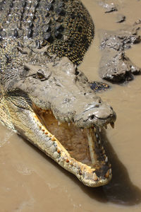 Close-up of crocodile in the sea