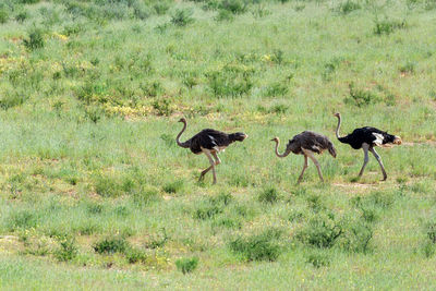 Birds walking in a field