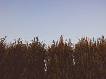 Plants growing on field against clear sky