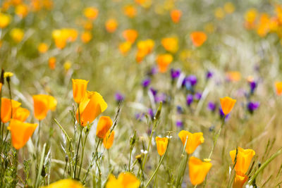 Close-up of yellow crocus flowers on field