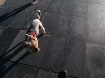 High angle view of dog on footpath in city