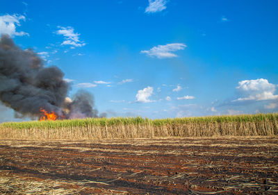 Scenic view of field against sky