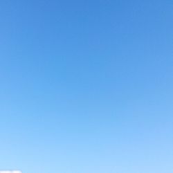 Low angle view of trees against blue sky