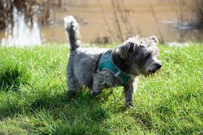 View of a dog on field