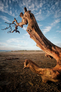 View of driftwood on landscape