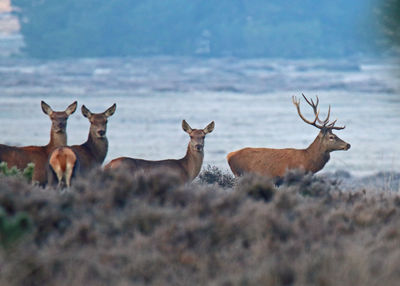 Deer on grass