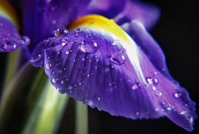 Close-up of raindrops on purple flower