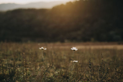 Close-up of white flowering plants on field