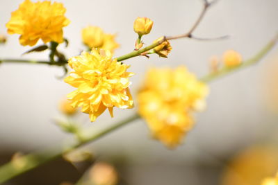 Close-up of yellow cherry blossom