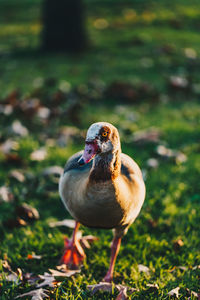 Close-up of duck on field