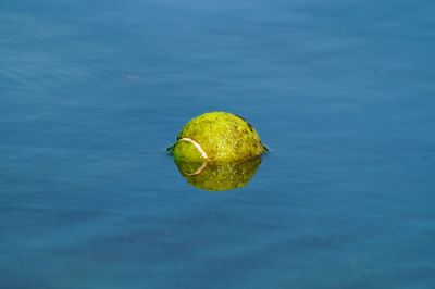 Close-up of yellow leaf floating on water