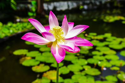 Close-up of pink water lily in lake