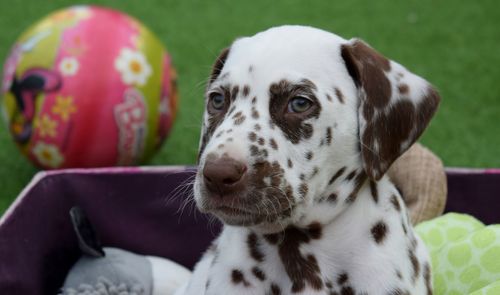 Close-up of dog