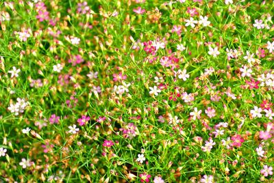 Close-up of wildflowers