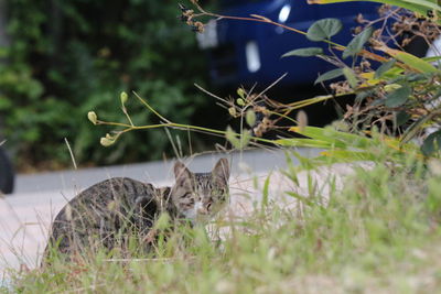 Cat on grass