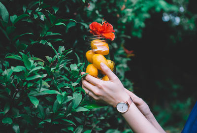 Close-up of hand holding jar with mango and flower