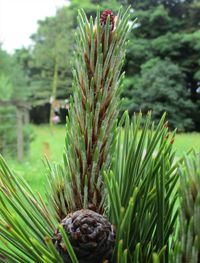 Close-up of pine cone on tree