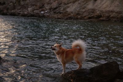 Dog standing on rock