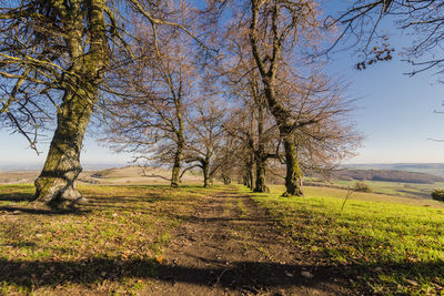 Trees on field against clear sky