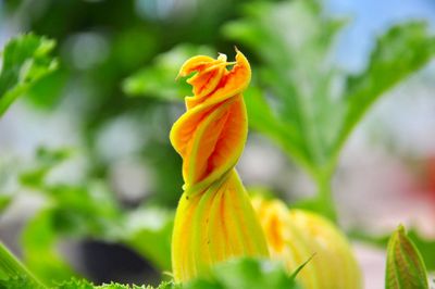 Close-up of orange flowering plant