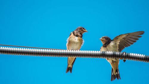 Low angle view of birds perching on metal against clear blue sky