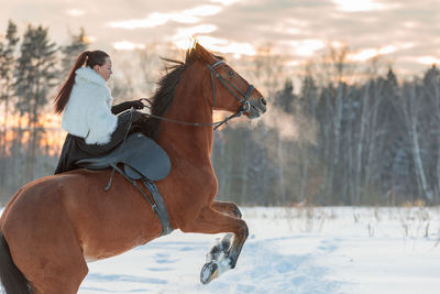 Horse standing on field