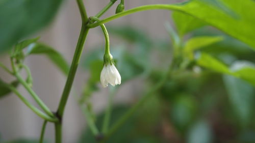 Close-up of white flower