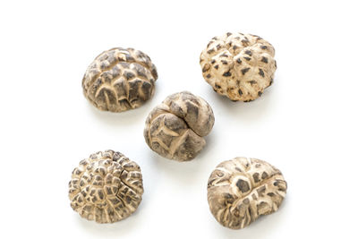 Close-up of shells on white background