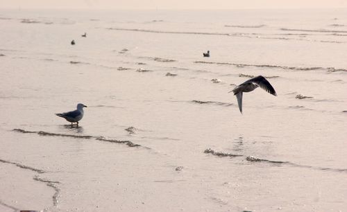 Seagull on beach