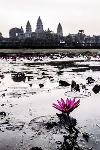 Close-up of lotus water lily in lake against buildings