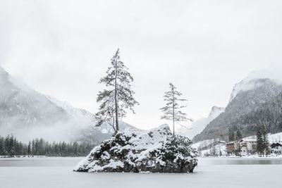 Pine trees on snow covered landscape against sky