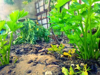 Close-up of plants growing in greenhouse