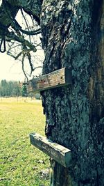 Trees on grassy field