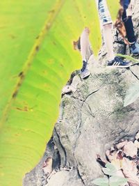 Low section of leaves on tree trunk