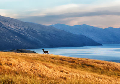 Scenic view of field and mountains against sky