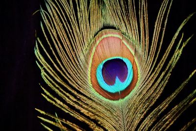 Close-up of peacock feather against black background