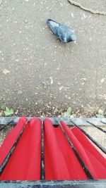 High angle view of crab on snow