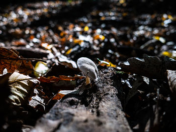 Close-up of mushroom growing on land